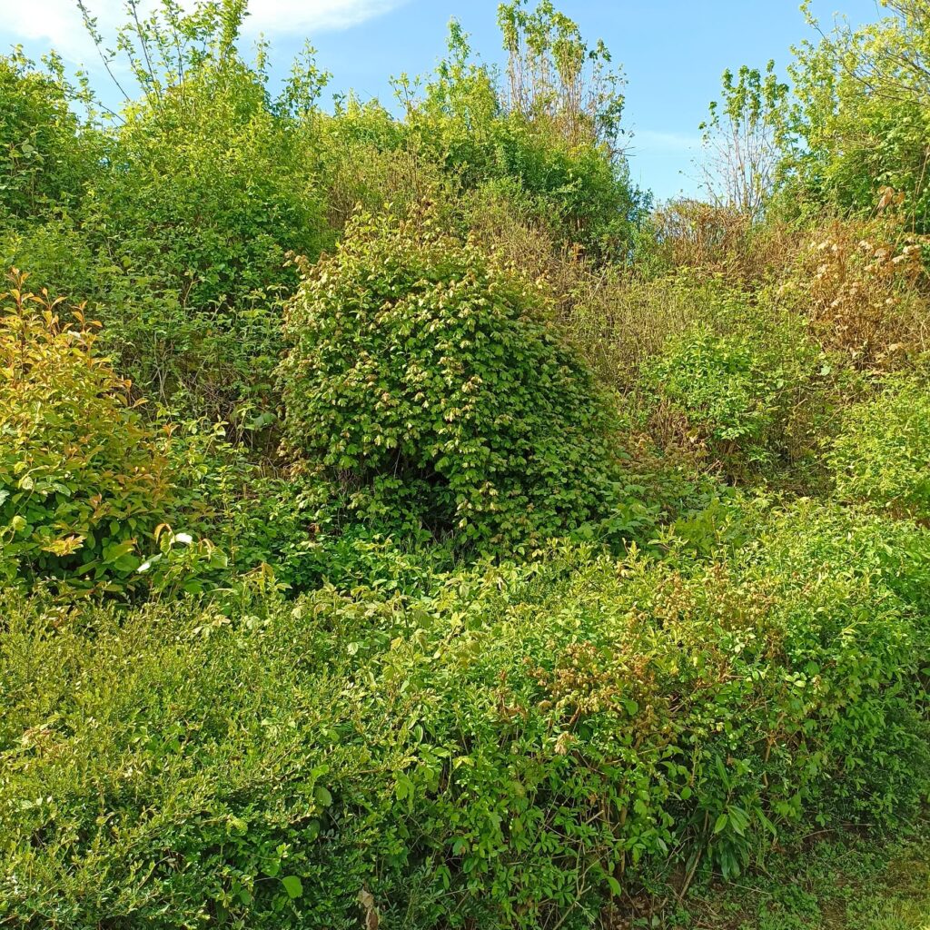 Garten am Hang. Der Garten it noch angeschnitten