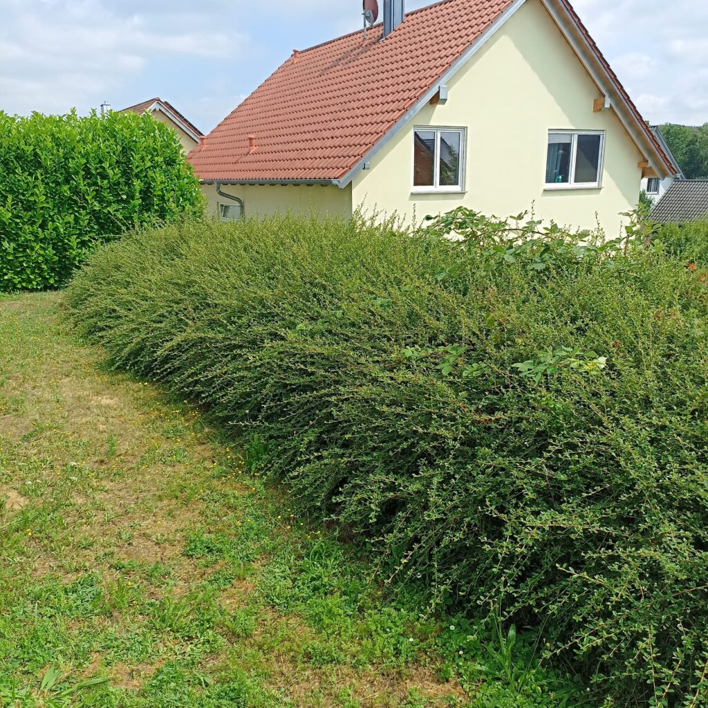 Bodendeckenhecke noch vor dem Schnitt.