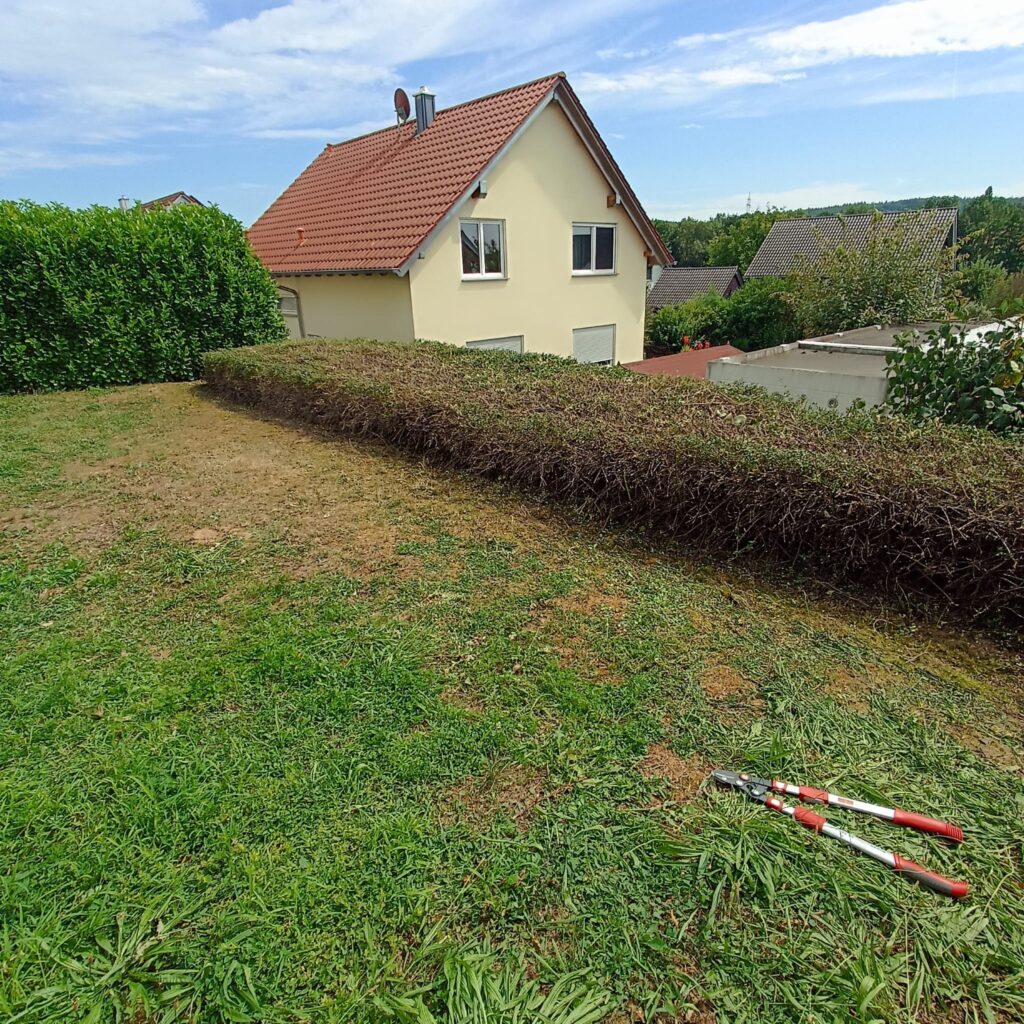 Bodendeckerhecke nach dem Schnitt