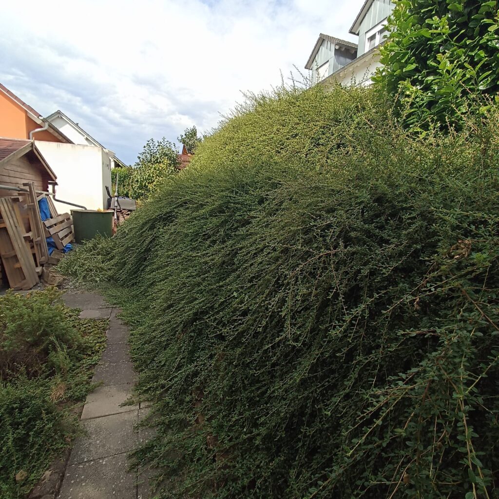 Hecke am Hang vor dem Schnitt