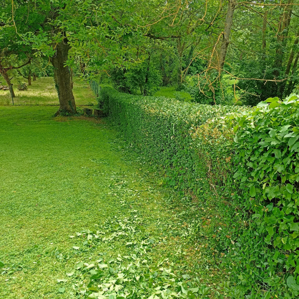 Geschnittene Hecke. Das Schnittgut liegt unter der Hecke.